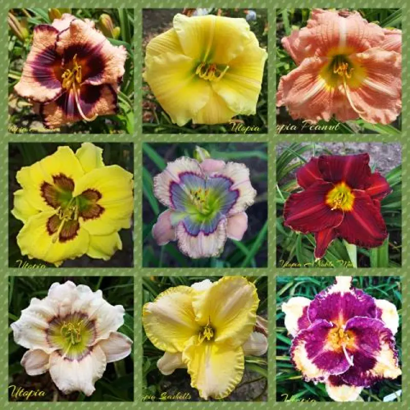 Pachet-Promotional-Crini-Hemerocallis-9-buc-Mix Pachet Promo Crini Hemerocallis Mix 1