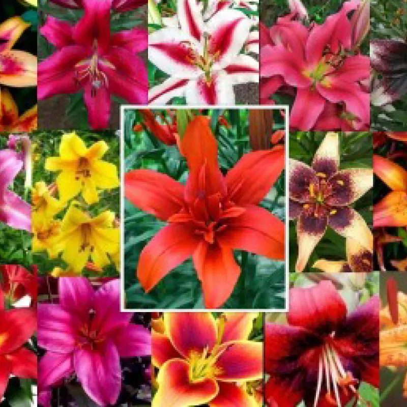 Pachet Promo Crini de Gradina Mix 1