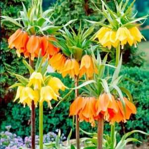 Pachet Promo Fritillaria Mix 1