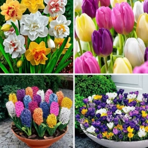 Pachet Promo Mix 1 1