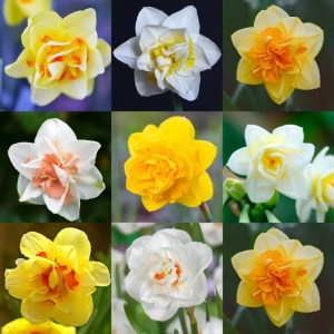 Pachet Promo Narcise Parfumate Mix 1