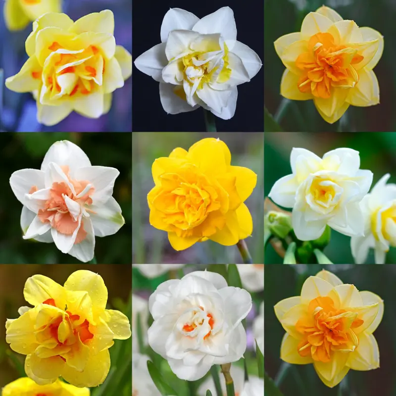 Pachet Promo Narcise Parfumate Mix 1