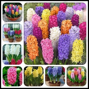 Pachet Promo Bulbi de Zambile Mix 1 1