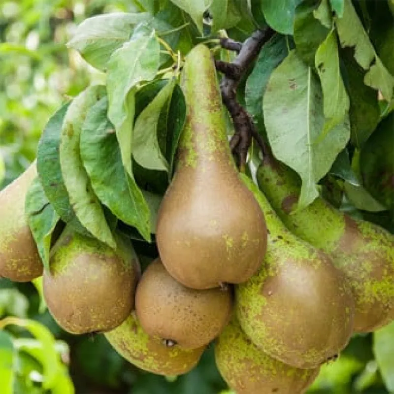 Pom Fructifer - Par Conference ( 20 bucati ) 1