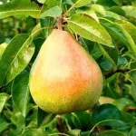 Pom fructifer - Par Decana Comisiei 1