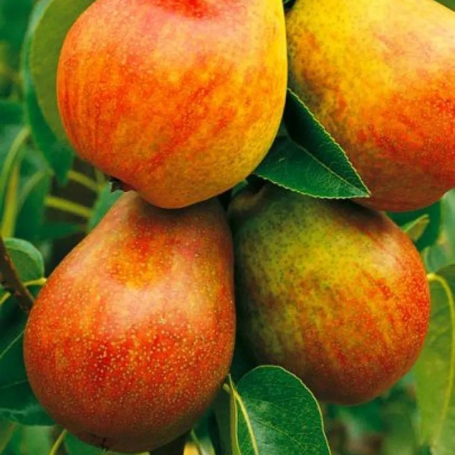 Par-Favorita-lui-Clapp-3435 Pom Fructifer - Par Favorita lui Clapp ( 20 bucati ) 1