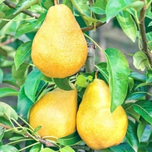 Pom fructifer - Par Highland 1