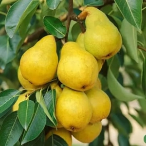 Pom Fructifer - Par Honey ( 20 bucati ) 1