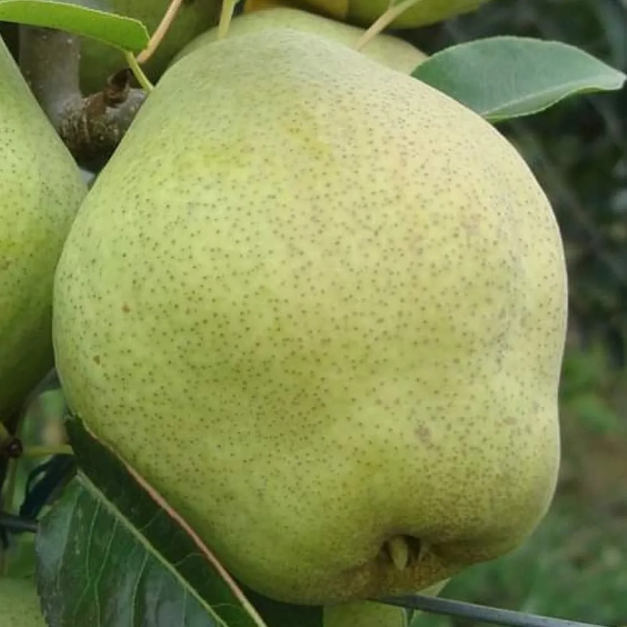 Par-Kieffer Pom fructifer - Par Kieffer 1