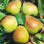 Pom fructifer - Par Lukasowska 1