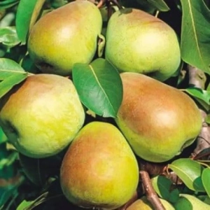 Pom Fructifer - Par Lukasowska ( 20 bucati ) 1