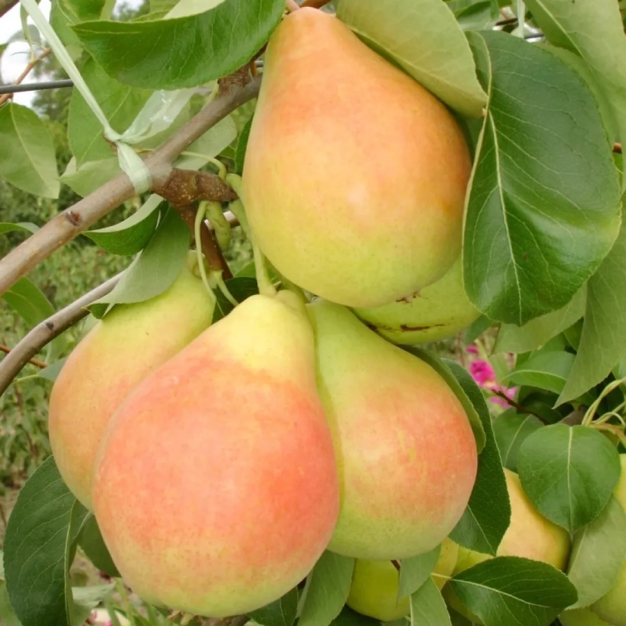 Par-Napoca Pom fructifer - Par Napoca 1