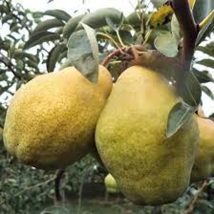 Par-Novembra-2483 Pom Fructifer - Par Novembra ( 20 bucati ) 1