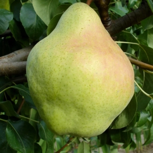 Pom Fructifer - Par Untoasa Hardenpont ( 20 bucati ) 1