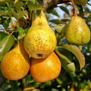 Pom Fructifer - Par columnar Concorde Anul 3 - Ghiveci 3 l - Inaltime 80 - 120 cm 1