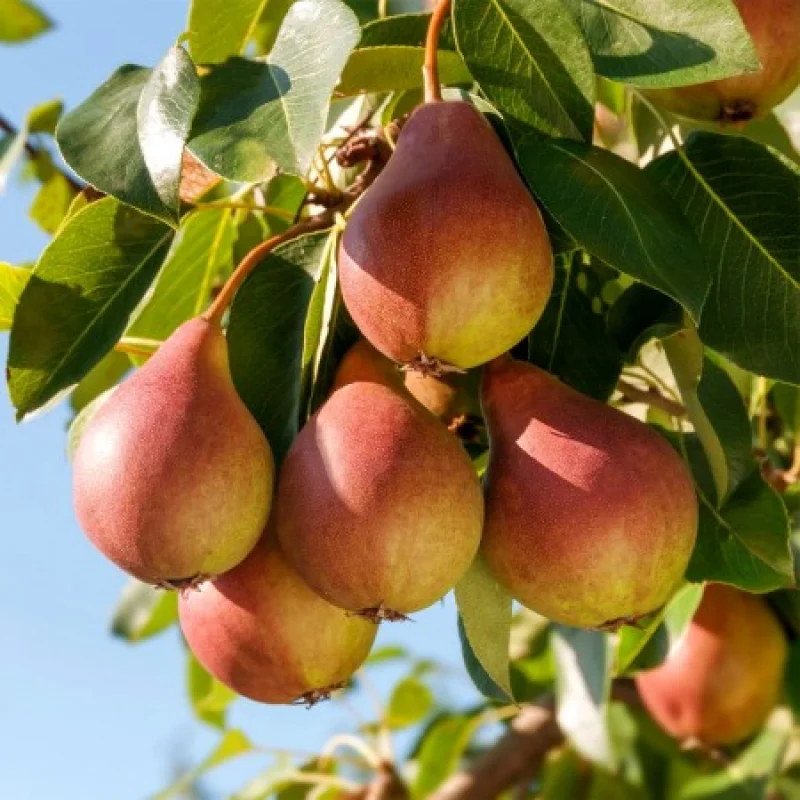 Par-columnar-Decora Pom Fructifer - Par Columnar Decora Anul 3 - Ghiveci 3 l - Inaltime 80 - 120 cm 1