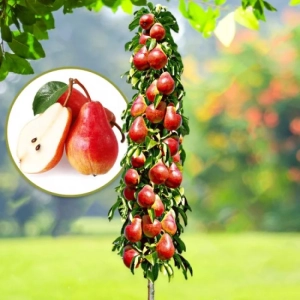 Pom Fructifer - Par Columnar Starkrimson Anul 3 - Ghiveci 3 l - Inaltime 80 - 120 cm 1