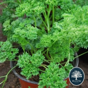 Seminte Patrunjel Frunza Cret 1