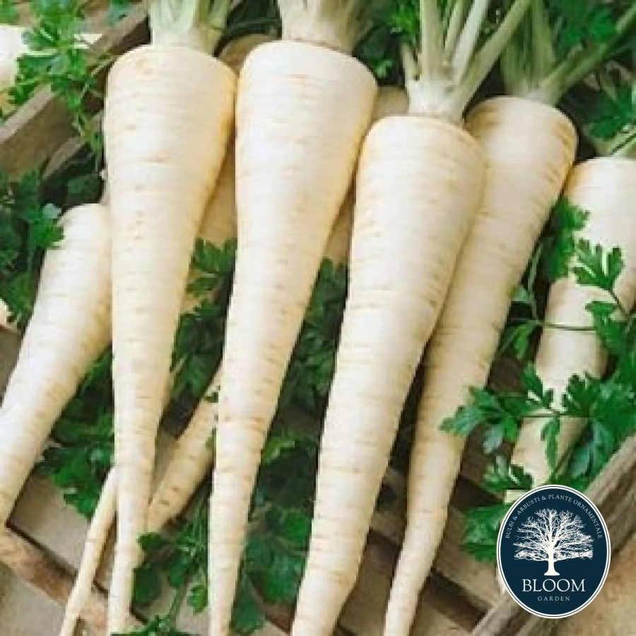 Patrunjel-radacina-Bardowicker Seminte Patrunjel radacina Bardowicker 1