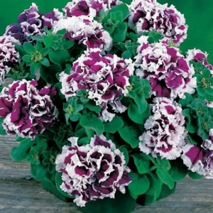 Petunie Dublă Parfumată - Albă / Mov - La Ghiveci - Înălțime 20 - 30 cm 1
