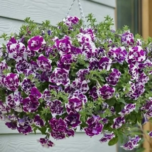 Petunie Dublă Parfumată - Albă / Mov - La Ghiveci - Înălțime 20 - 30 cm 2