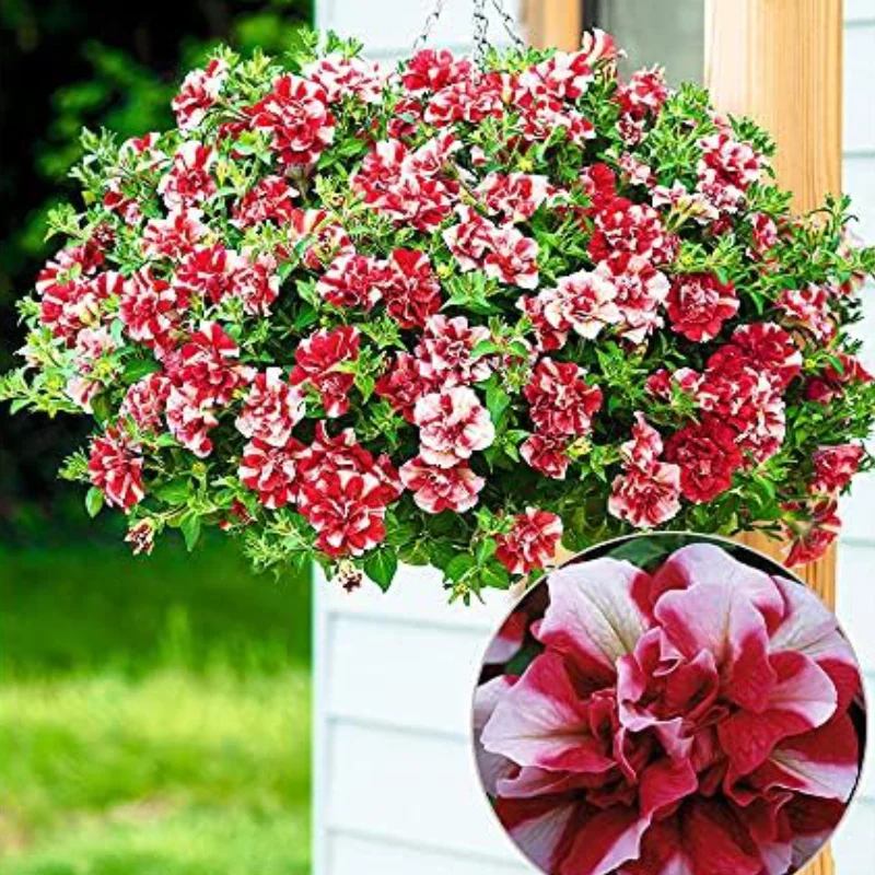 Petunie Dublă Parfumată - Albă / Roșu - La Ghiveci - Înălțime 20 - 30 cm 1