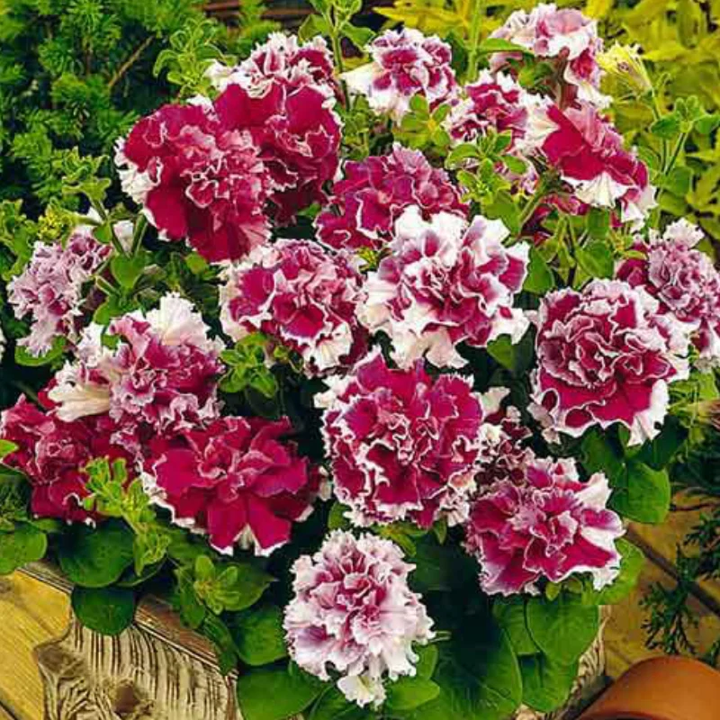 Petunia-Alb-visiniu Petunie Dublă Parfumată - Albă / Vișiniu- La Ghiveci - Înălțime 20 - 30 cm 1