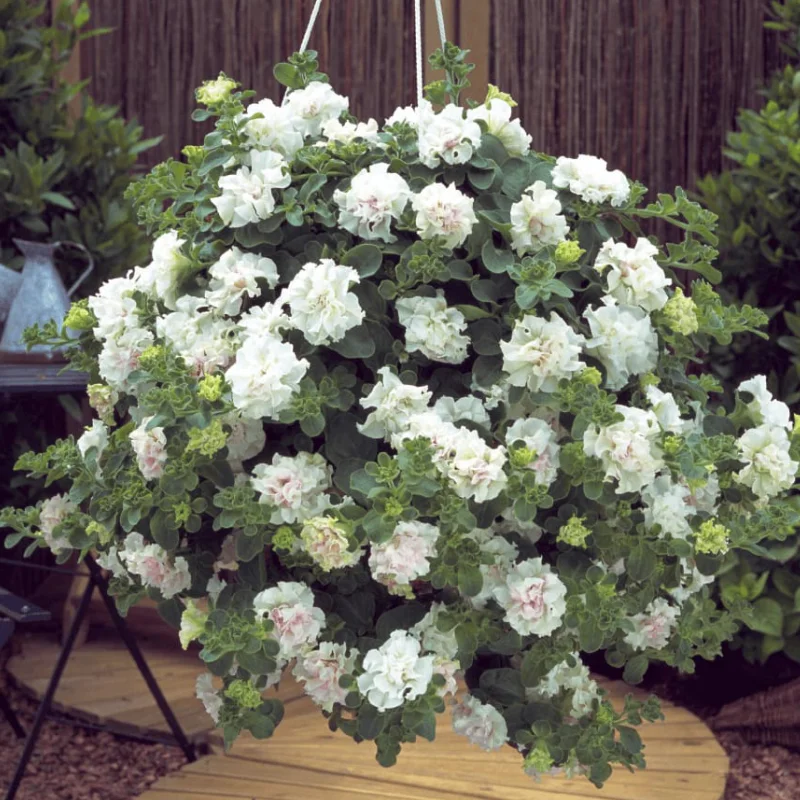 Petunia-Alba Petunie Dublă Parfumată - Albă - La Ghiveci - Înălțime 20 - 30 cm 1