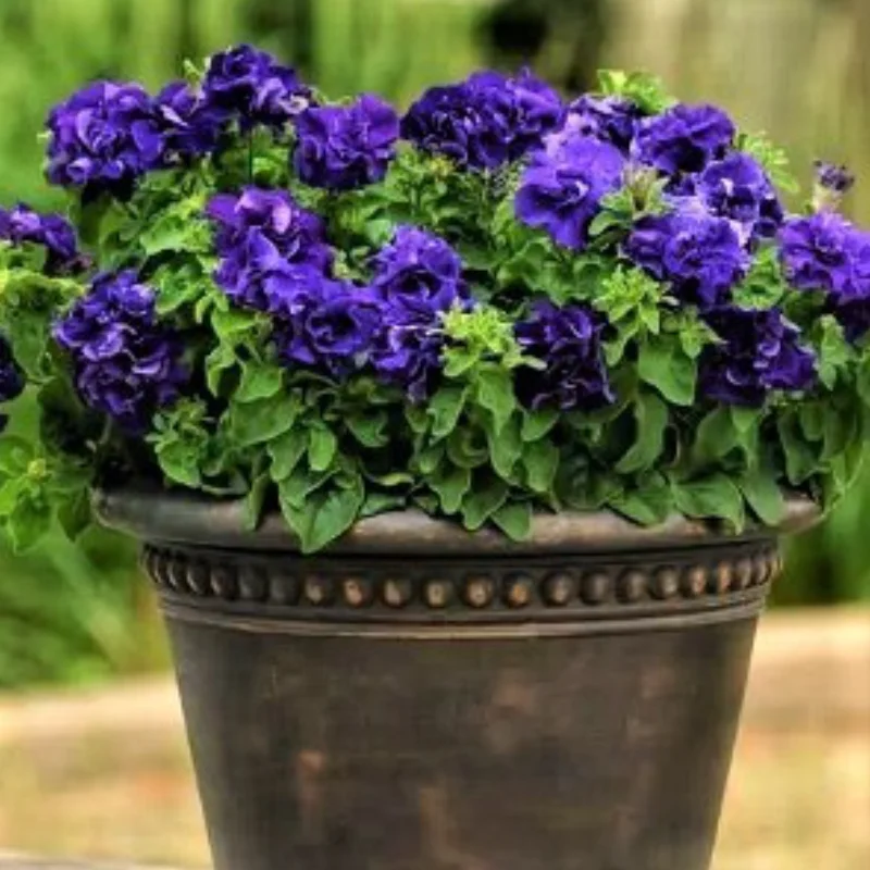 Petunia-Albastra Petunie Dublă Parfumată - Albastră - La Ghiveci - Înălțime 20 - 30 cm 1