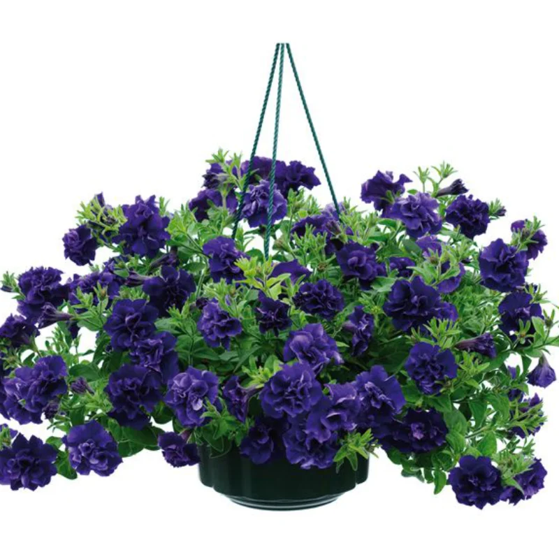 Petunie Dublă Parfumată - Albastră - La Ghiveci - Înălțime 20 - 30 cm 2