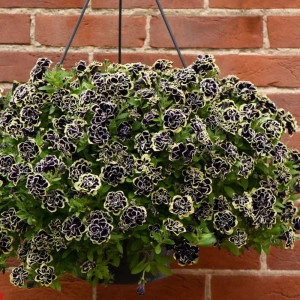 Petunie Dublă Parfumată - Galbenă/Negru - La Ghiveci - Înălțime 20 - 30 cm 2