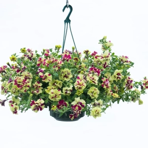 Petunie Dublă Parfumată - Galbenă / Mov - La Ghiveci - Înălțime 20 - 30 cm 1