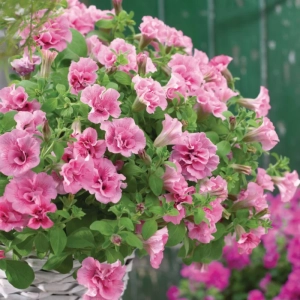 Petunie Dublă Parfumată - Roz - La Ghiveci - Înălțime 20 - 30 cm 1