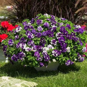 Petunie Dublă Parfumată - Violet / Alb - La Ghiveci - Înălțime 20 - 30 cm 1