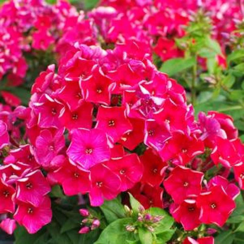 Phlox Flame Cerise 1