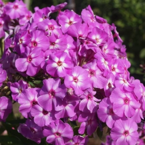 Phlox Flame Liliac 1