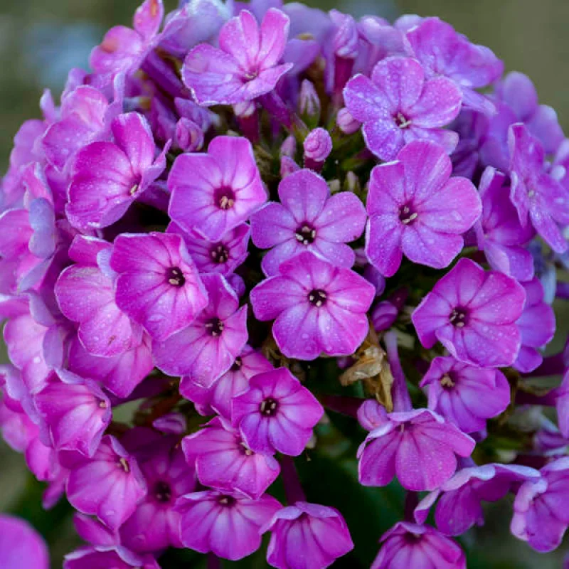 Phlox Flame Purple Eye 1