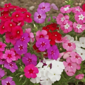 Phlox