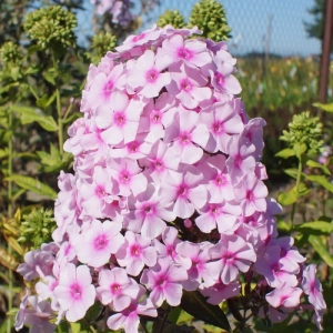 Phlox Narwianski Wir 1
