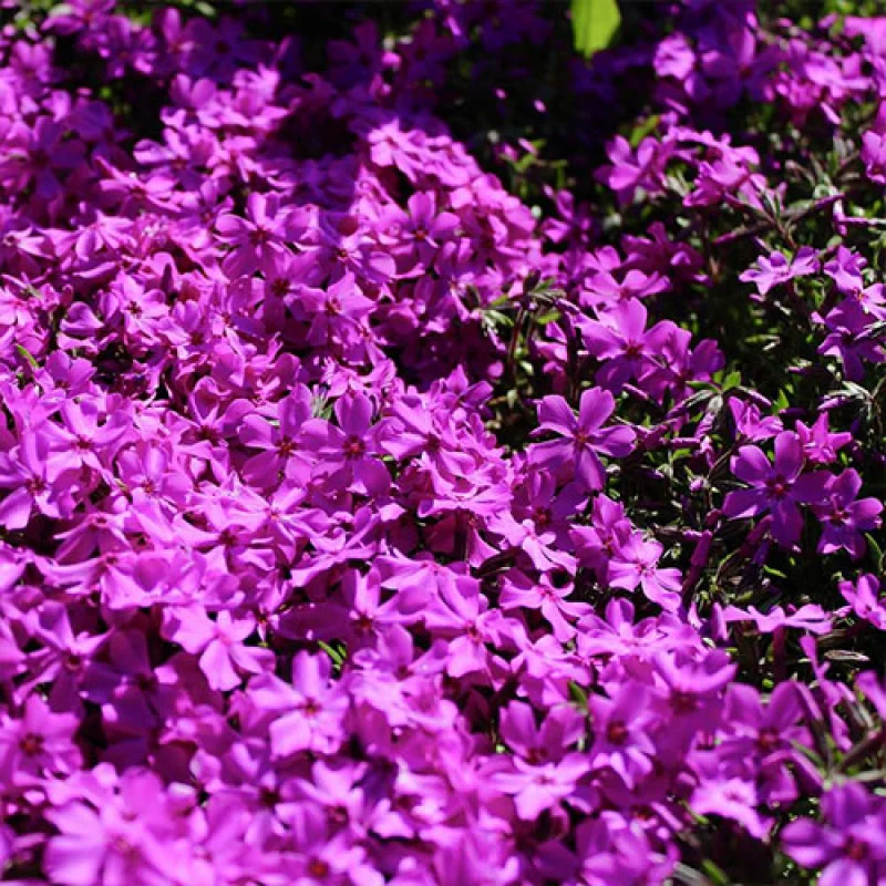 Phlox-Spring-Hot-Pink Phlox Spring Hot Pink 1