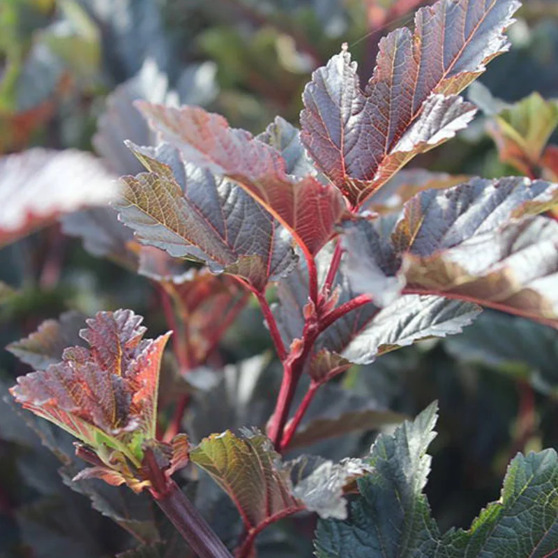 Physocarpus Opulifolius - Red Baron - Ghiveci 2 l - Inaltime 20 - 30 cm 3
