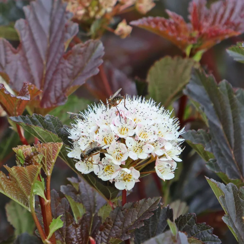 Physocarpus Opulifolius - Red Baron - Ghiveci 2 l - Inaltime 20 - 30 cm 2