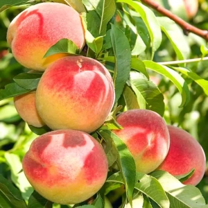 Pom fructifer - Piersic Champion 1