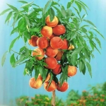 Pom Fructifer - Piersic Columnar Aida Anul 3 - Ghiveci 3 l - Inaltime 80 - 120 cm 1