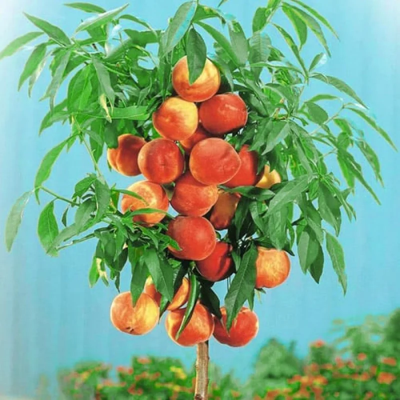 Pom Fructifer - Piersic Columnar Aida Anul 3 - Ghiveci 3 l - Inaltime 80 - 120 cm 1