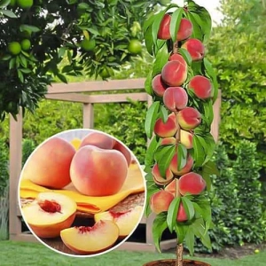 Pom Fructifer - Piersic Columnar Honey Anul 3 - Ghiveci 3 l - Inaltime 80 - 120 cm 1