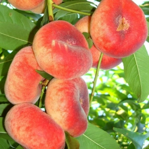 Pom Fructifer - Piersic Columnar Plat Anul 3 - Ghiveci 3 l - Inaltime 80 - 120 cm 1