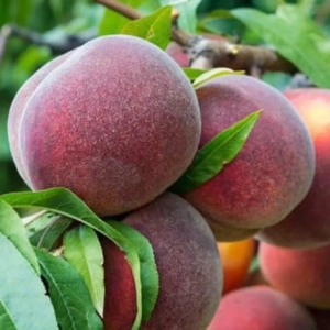 Pom Fructifer - Piersic Kingpart ( 20 bucati ) 1