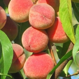 Pom Fructifer - Piersic Peace ( 20 bucati ) 1