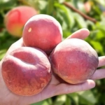 Pom fructifer - Piersic Plat Paty 1